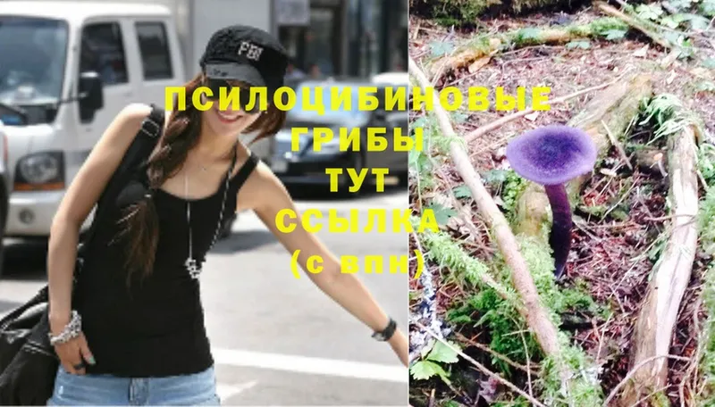 Псилоцибиновые грибы Cubensis Николаевск